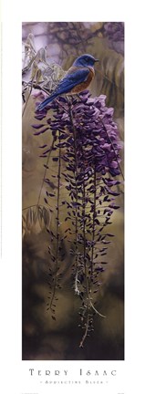 Framed Springtime Blues Print