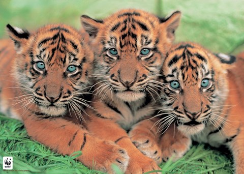 Framed Tiger Cubs - WWF Print