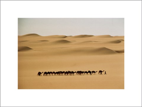 Framed Camel Train, Mauritania Print