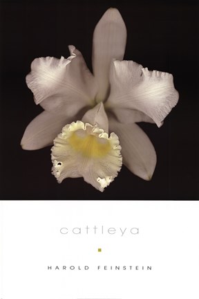 Framed Cattleya Print