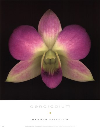 Framed Dendrobium Print