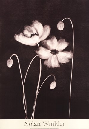 Framed Midnight Poppies Print