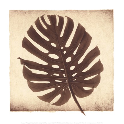 Framed Monstera II Print