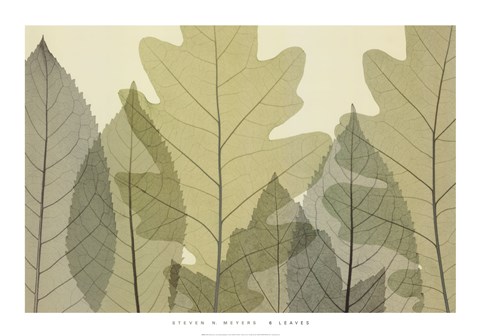 Framed 6 Leaves Print