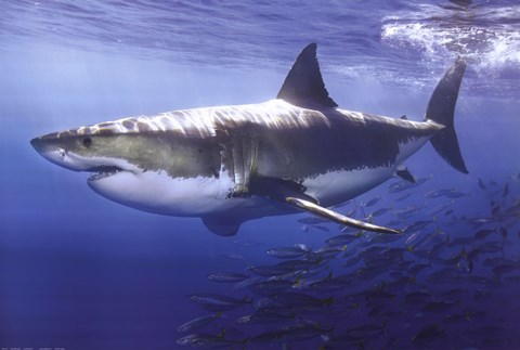Framed Great White Shark Underwater Print