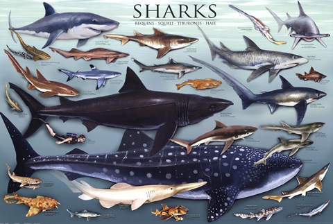 Framed Sharks Print