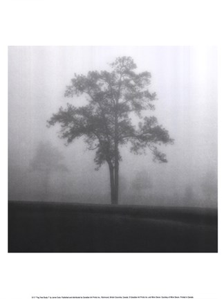 Framed Fog Tree Study I Print