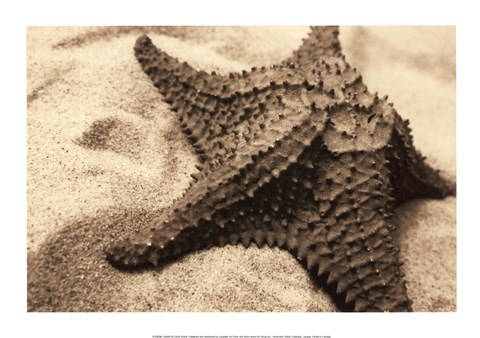 Framed Starfish Print