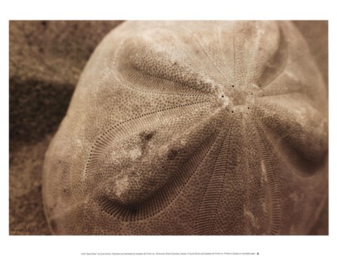 Framed Sand Dollar Print