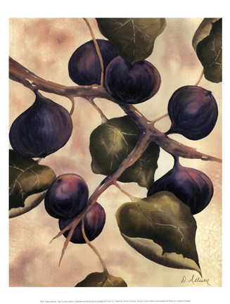 Framed Italian Harvest - Figs Print