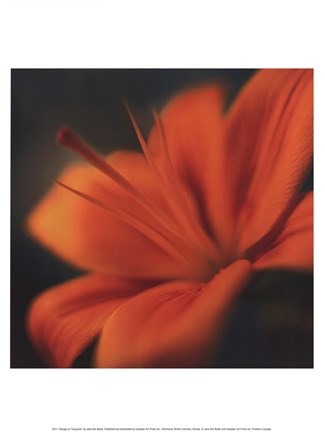 Framed Orange on Turquoise Print