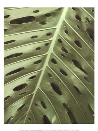 Framed Tropica II Print