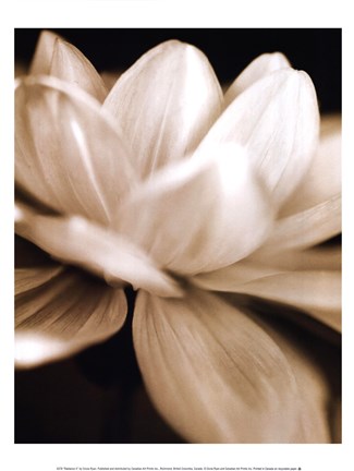 Framed Radiance II Print