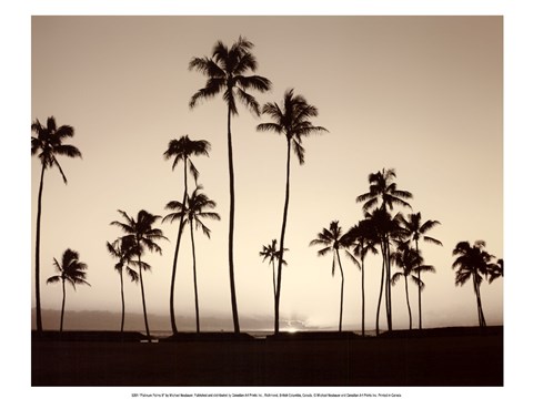 Framed Platinum Palms II Print