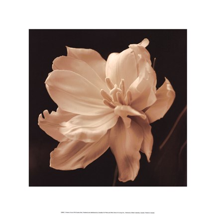 Framed Timeless Grace II Print