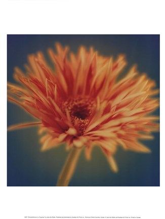 Framed Chrysanthemum on Turquoise Print