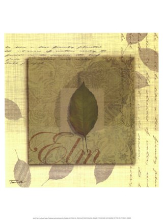 Framed Elm Print
