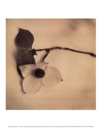 Framed Sepia Dogwoods I Print