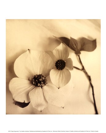 Framed Sepia Dogwoods II Print