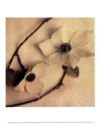 Framed Sepia Dogwoods III Print