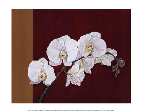 Framed Orchid Study II Print
