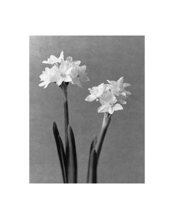 Framed Paperwhites Print