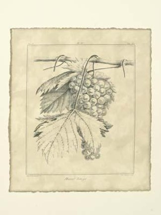 Framed Vintage Muscat Rouge Print