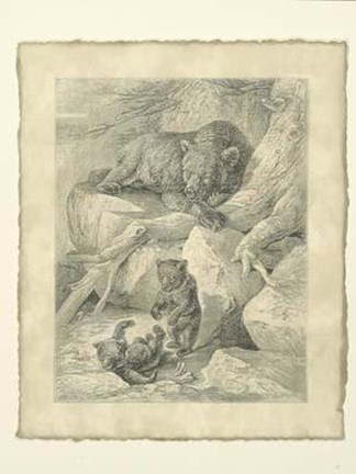 Framed Vintage Common Brown Bear Print