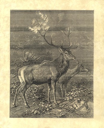 Framed Vintage Roe Deer II Print