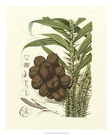 Framed Island Fruits I Print