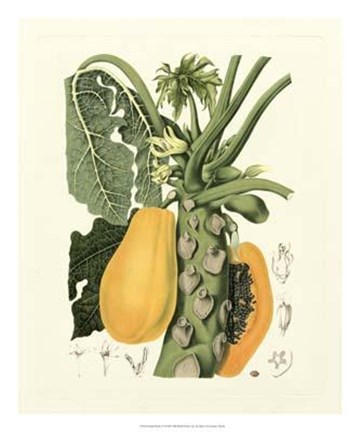 Framed Island Fruits IV Print