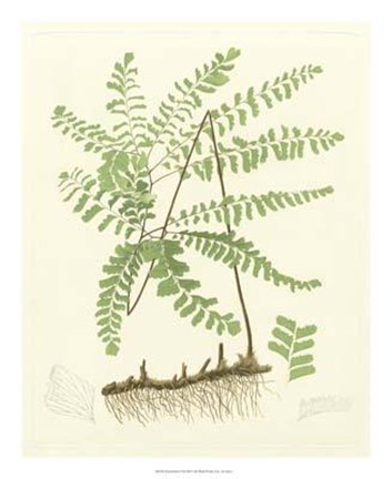 Framed Eaton Ferns II Print