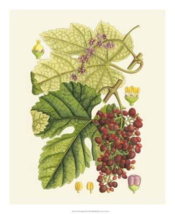 Framed Crimson Berries III Print