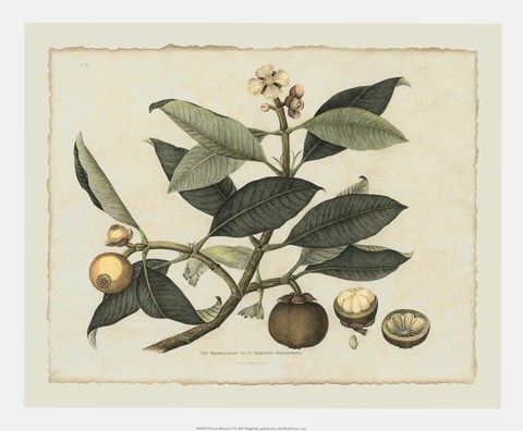 Framed Delicate Botanical I Print