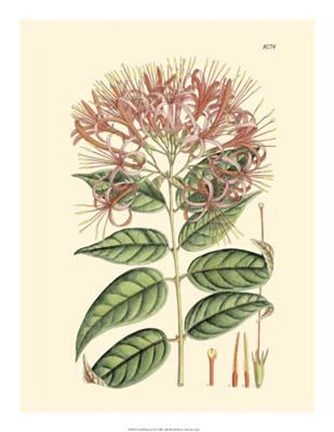 Framed Floral Passion II Print