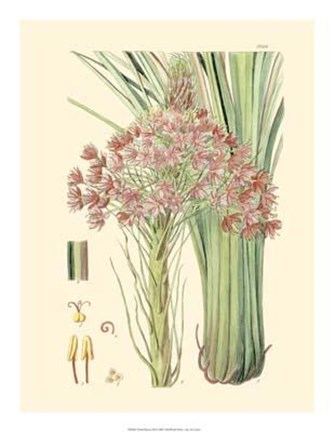 Framed Floral Passion III Print