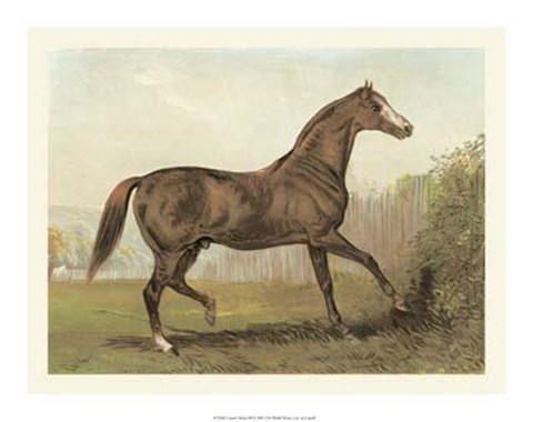 Framed Cassell&#39;s Horse III Print