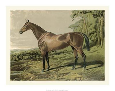 Framed Cassell&#39;s Horse IV Print