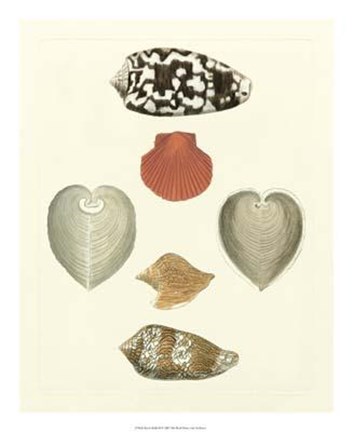 Framed Knorr Shells III Print