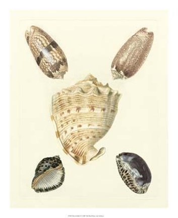 Framed Knorr Shells IV Print