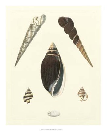 Framed Knorr Shells VI Print