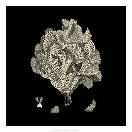 Framed Black And Tan Coral IV Print