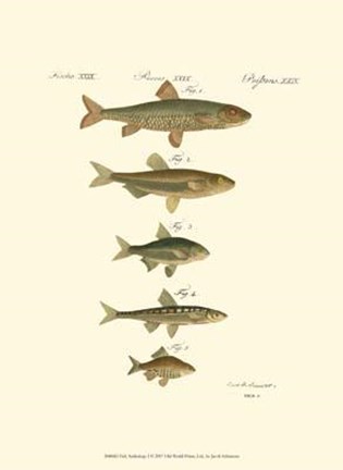 Framed Fish Anthology I Print