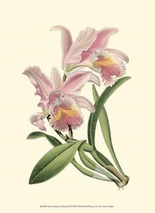 Framed Mini Delicate Orchid III Print