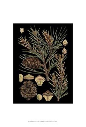 Framed Small Dramatic Conifers II Print
