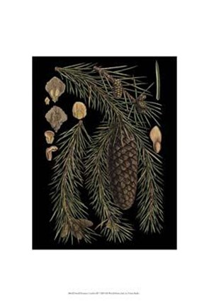 Framed Small Dramatic Conifers III Print