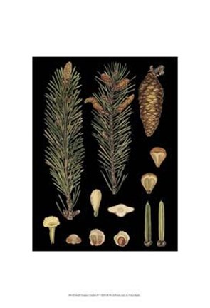 Framed Small Dramatic Conifers IV Print