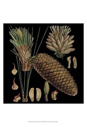 Framed Small Dramatic Conifers VI Print