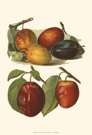 Framed Plum Varieties I Print