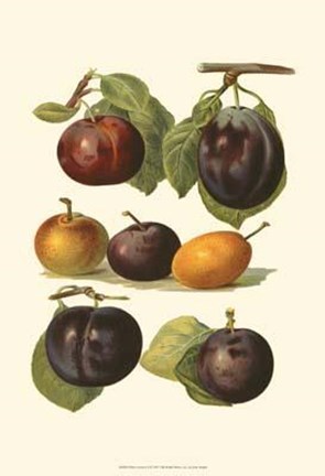 Framed Plum Varieties II Print